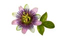 Purple Passion Flower Royalty Free Stock Photo