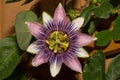 Purple Passion Flower