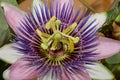 Purple Passion Flower