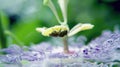 Purple Passion Flower and a Metallic Green Bee Royalty Free Stock Photo