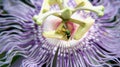 Purple Passion Flower and the Metallic Green Bee Royalty Free Stock Photo