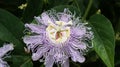 Purple Passion Flower Passiflora incarnata Royalty Free Stock Photo