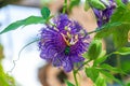 Purple passion flower Passiflora incarnata x cinnicata hybrid `Inspiration` Royalty Free Stock Photo