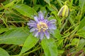 Purple Passion Flower In The Wild Royalty Free Stock Photo