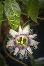 Purple passion fruit flower closeup, species Passiflora edulis, commonly used as garden ornamental climber besides agriculture Royalty Free Stock Photo