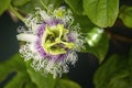 Purple passion fruit flower closeup, species Passiflora edulis, commonly used as garden ornamental climber besides agriculture Royalty Free Stock Photo