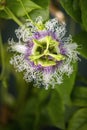 Purple passion fruit flower closeup, species Passiflora edulis, commonly used as garden ornamental climber besides agriculture Royalty Free Stock Photo