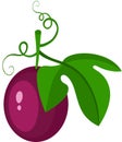 Purple passion fruit with green leaf