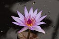 Purple Passion Water Lily Royalty Free Stock Photo