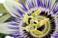 Purple Passionflower