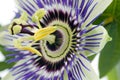 Purple Passionflower Royalty Free Stock Photo