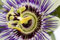 Purple Passionflower Royalty Free Stock Photo