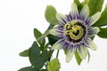 Purple Passionflower Royalty Free Stock Photo