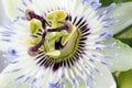 Purple Passionflower Royalty Free Stock Photo