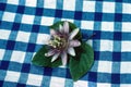 Purple passionflower bloom on blue checked tablecloth Royalty Free Stock Photo