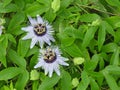 Purple Passionflower flowers and vine in backyard