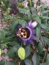 Big purple passionflower and green flower bud