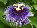 The purple passionflower Royalty Free Stock Photo