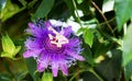 Purple Passionflower Royalty Free Stock Photo