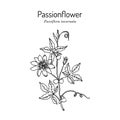 Purple passionflower Passiflora incarnata, medicinal plant.