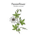 Purple passionflower Passiflora incarnata , medicinal plant Royalty Free Stock Photo