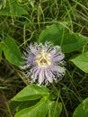 Purple Passionflower