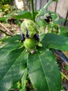 Purple passionvine fruit Royalty Free Stock Photo