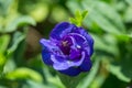 Purple pea flowers are edible and have many uses Royalty Free Stock Photo