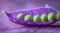 Purple peas are rich in antacid. the purple pod is half open, there are green peas inside