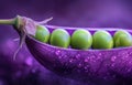 Purple peas are rich in antacid. the purple pod is half open, there are green peas inside Royalty Free Stock Photo