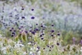 Purple Pennyroyal flowers stand above colorful field of wildflowers
