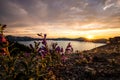 Purple Penstemon Flowers and Sunset from Skell head