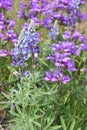 Lupine and Penstemon: Spring Wildflower Medley