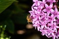 Purple pentas flowers