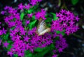 Purple Pentas lanceolata flower