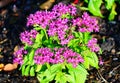 Purple Pentas lanceolata flower