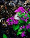 Purple Pentas lanceolata flower