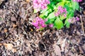 Purple Pentas lanceolata flower