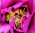 Purple peony core. Flower background.