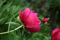 Beautiful pink peony in rainy weather.