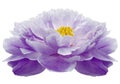 Purple Peony flower on a white isolated background with clipping path. Nature. Closeup no shadows. Royalty Free Stock Photo