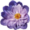 Purple peony flower on a white isolated background with clipping path. Nature. Closeup no shadows. Royalty Free Stock Photo