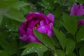 Purple peony flowers close up