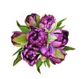 Purple peony tulip flowers in a festive round bouquet isolated on white