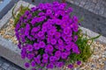 Purple perennial autumn aster flowers bloom in a city flowerbed. Royalty Free Stock Photo