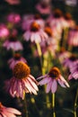 Purple perennial conical flowers of Echinacea Purpurea Maxima in the garden Royalty Free Stock Photo