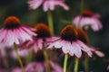 Purple perennial conical flowers of Echinacea Purpurea Maxima in the garden Royalty Free Stock Photo
