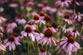 Purple perennial conical flowers of Echinacea Purpurea Maxima in the garden Royalty Free Stock Photo