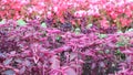 Purple and red color outdoor ornamental plants