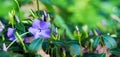 Purple periwinkle on a background of green leaves in sunny weather, panorama_